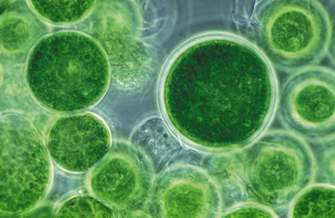 Scientist Covert Algae Into Bio-Crude Oil