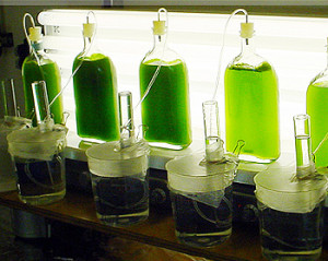 algae fuel